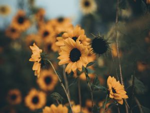 Preview wallpaper sunflowers, flowers, field, yellow, petals