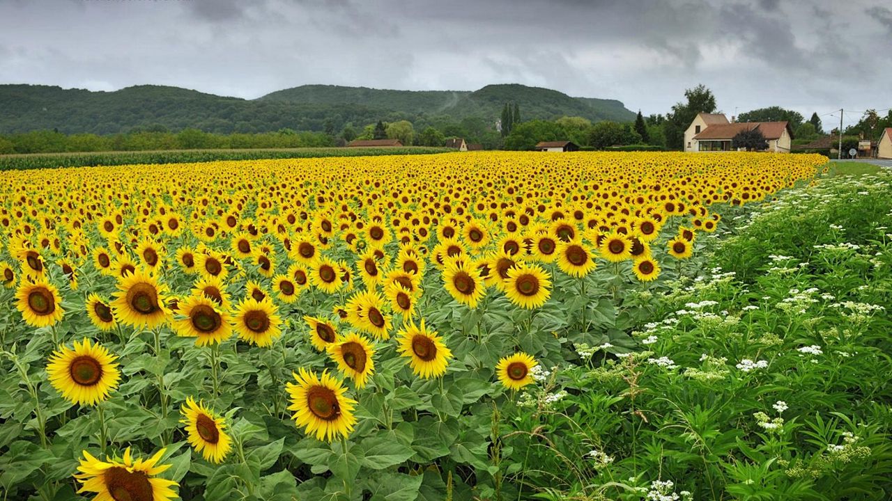 Wallpaper sunflowers, flowers, field, village