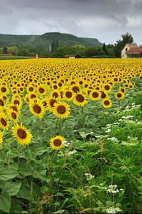 Preview wallpaper sunflowers, flowers, field, village