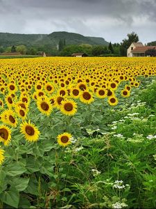 Preview wallpaper sunflowers, flowers, field, village