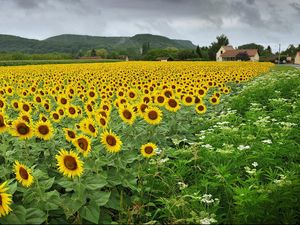 Preview wallpaper sunflowers, flowers, field, village