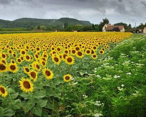 Preview wallpaper sunflowers, flowers, field, village