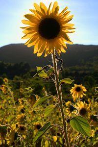 Preview wallpaper sunflowers, flowers, field, bright