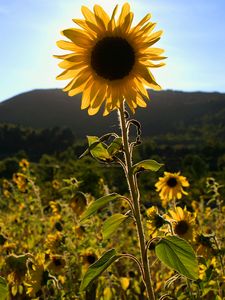 Preview wallpaper sunflowers, flowers, field, bright