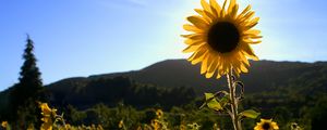 Preview wallpaper sunflowers, flowers, field, bright