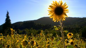 Preview wallpaper sunflowers, flowers, field, bright
