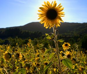 Preview wallpaper sunflowers, flowers, field, bright