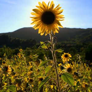 Preview wallpaper sunflowers, flowers, field, bright