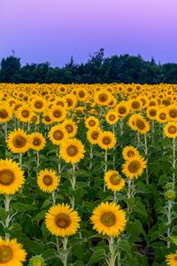 Preview wallpaper sunflowers, flowers, field, nature