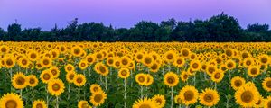 Preview wallpaper sunflowers, flowers, field, nature