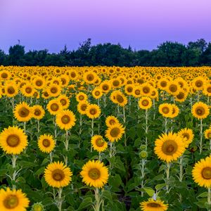 Preview wallpaper sunflowers, flowers, field, nature