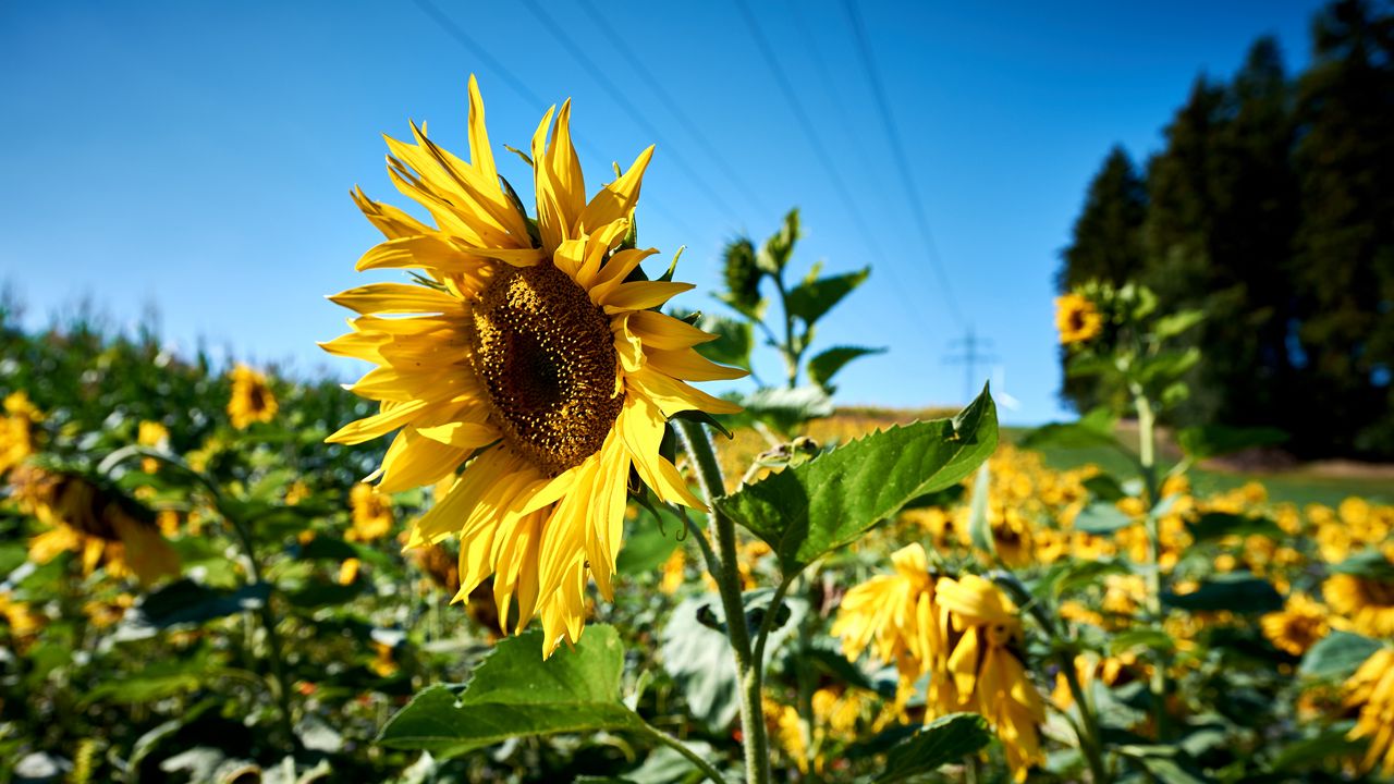 Wallpaper sunflowers, flowers, field, nature, landscape
