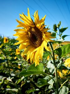 Preview wallpaper sunflowers, flowers, field, nature, landscape