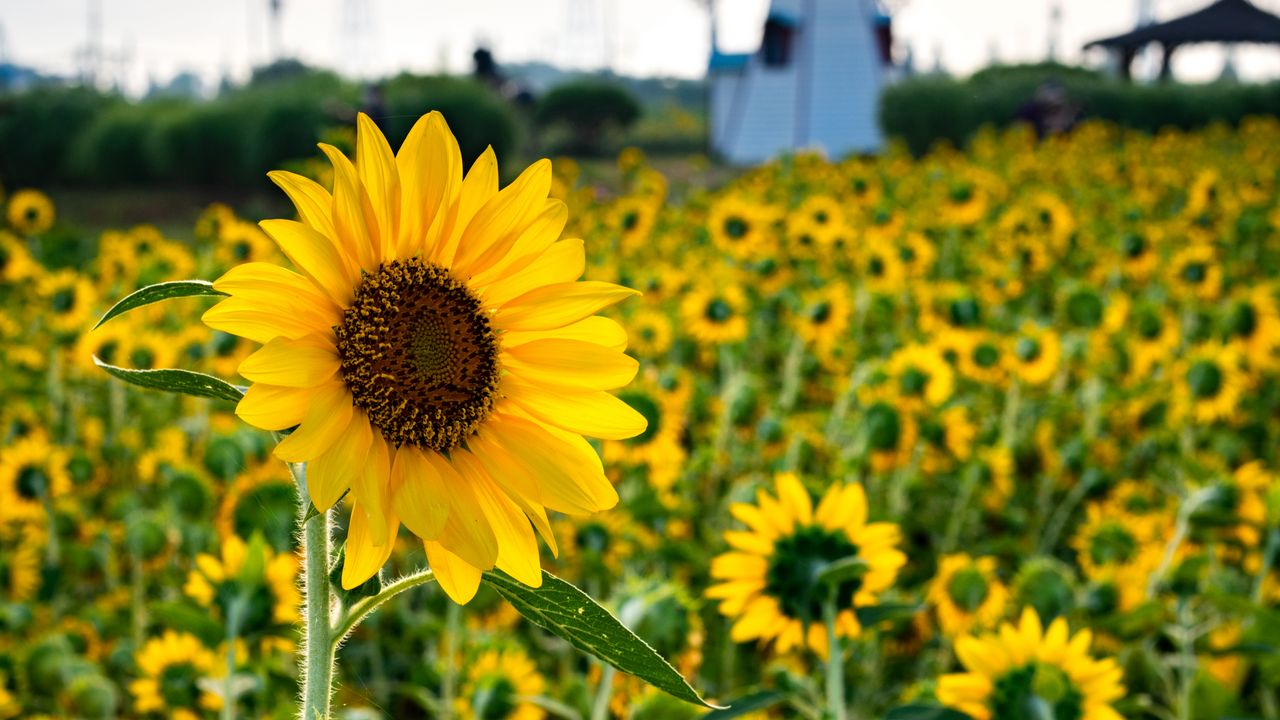 Wallpaper sunflowers, flowers, field, mill