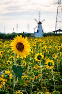 Preview wallpaper sunflowers, flowers, field, mill