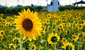 Preview wallpaper sunflowers, flowers, field, mill