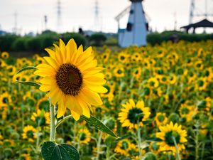 Preview wallpaper sunflowers, flowers, field, mill