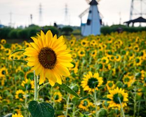 Preview wallpaper sunflowers, flowers, field, mill