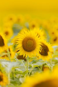 Preview wallpaper sunflowers, flowers, field, plant, yellow