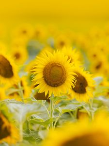 Preview wallpaper sunflowers, flowers, field, plant, yellow