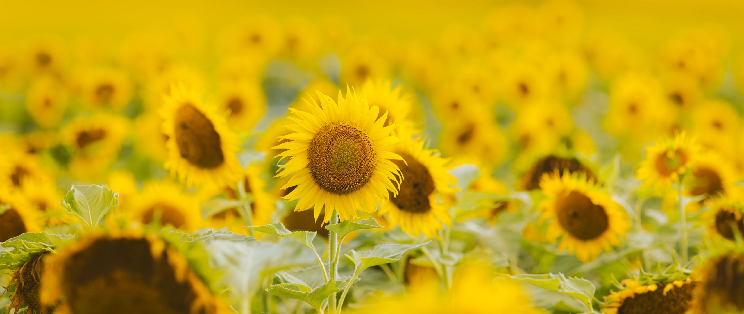 Download Wallpaper 2560x1080 Sunflowers Flowers Field Plant Yellow