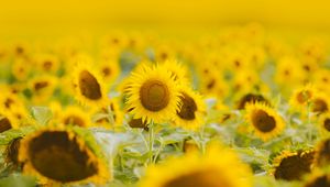 Preview wallpaper sunflowers, flowers, field, plant, yellow