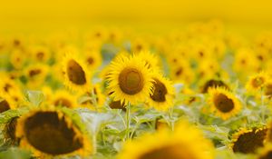 Preview wallpaper sunflowers, flowers, field, plant, yellow