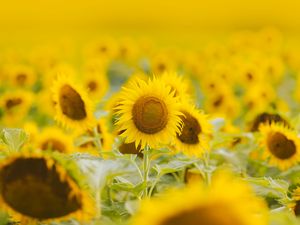 Preview wallpaper sunflowers, flowers, field, plant, yellow