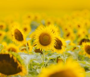 Preview wallpaper sunflowers, flowers, field, plant, yellow