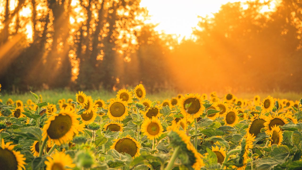 Wallpaper sunflowers, flowers, field, sun, rays, landscape