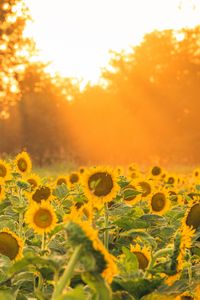 Preview wallpaper sunflowers, flowers, field, sun, rays, landscape