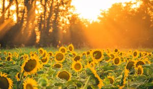 Preview wallpaper sunflowers, flowers, field, sun, rays, landscape