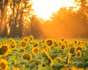 Preview wallpaper sunflowers, flowers, field, sun, rays, landscape