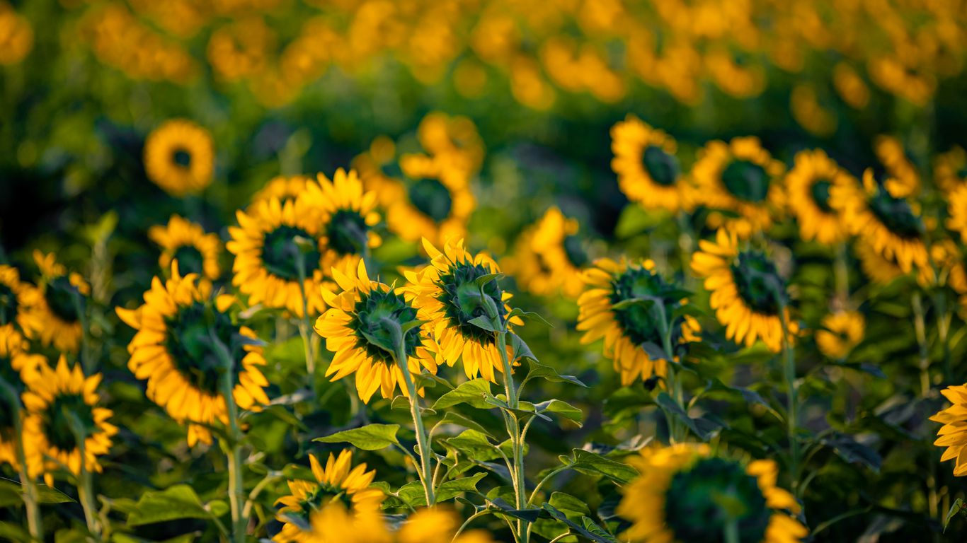 Download Wallpaper 1366x768 Sunflowers Flowers Field Yellow Green
