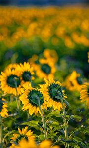 Preview wallpaper sunflowers, flowers, field, yellow, green