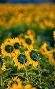 Preview wallpaper sunflowers, flowers, field, yellow, green