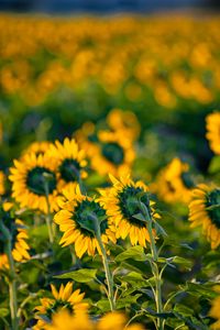 Preview wallpaper sunflowers, flowers, field, yellow, green