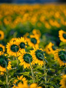 Preview wallpaper sunflowers, flowers, field, yellow, green