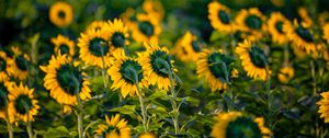 Preview wallpaper sunflowers, flowers, field, yellow, green