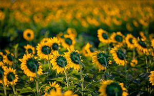 Preview wallpaper sunflowers, flowers, field, yellow, green