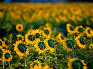 Preview wallpaper sunflowers, flowers, field, yellow, green