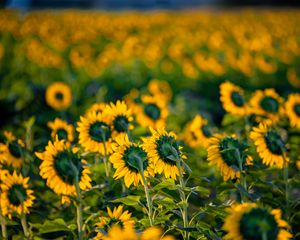 Preview wallpaper sunflowers, flowers, field, yellow, green