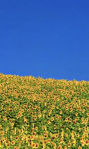 Preview wallpaper sunflowers, flowers, field