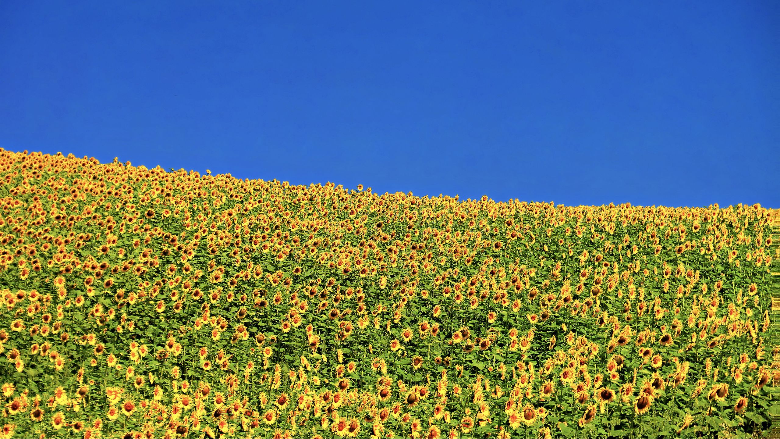 Download Wallpaper 2560x1440 Sunflowers Flowers Field Widescreen 169