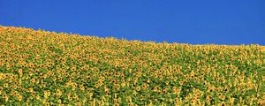 Preview wallpaper sunflowers, flowers, field