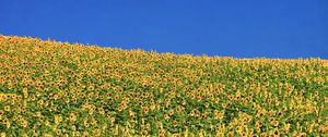 Preview wallpaper sunflowers, flowers, field