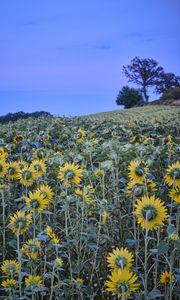 Preview wallpaper sunflowers, flowers, field, sky, tree