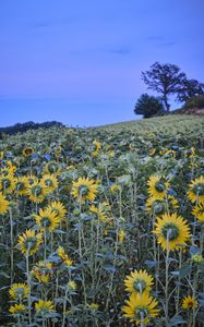 Preview wallpaper sunflowers, flowers, field, sky, tree