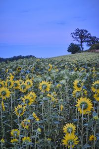 Preview wallpaper sunflowers, flowers, field, sky, tree