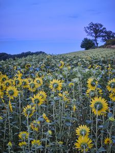 Preview wallpaper sunflowers, flowers, field, sky, tree